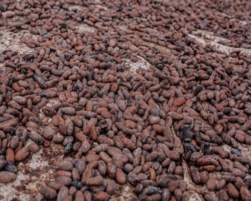 Cacao beans harvest and drying process in Alta Verapaz
